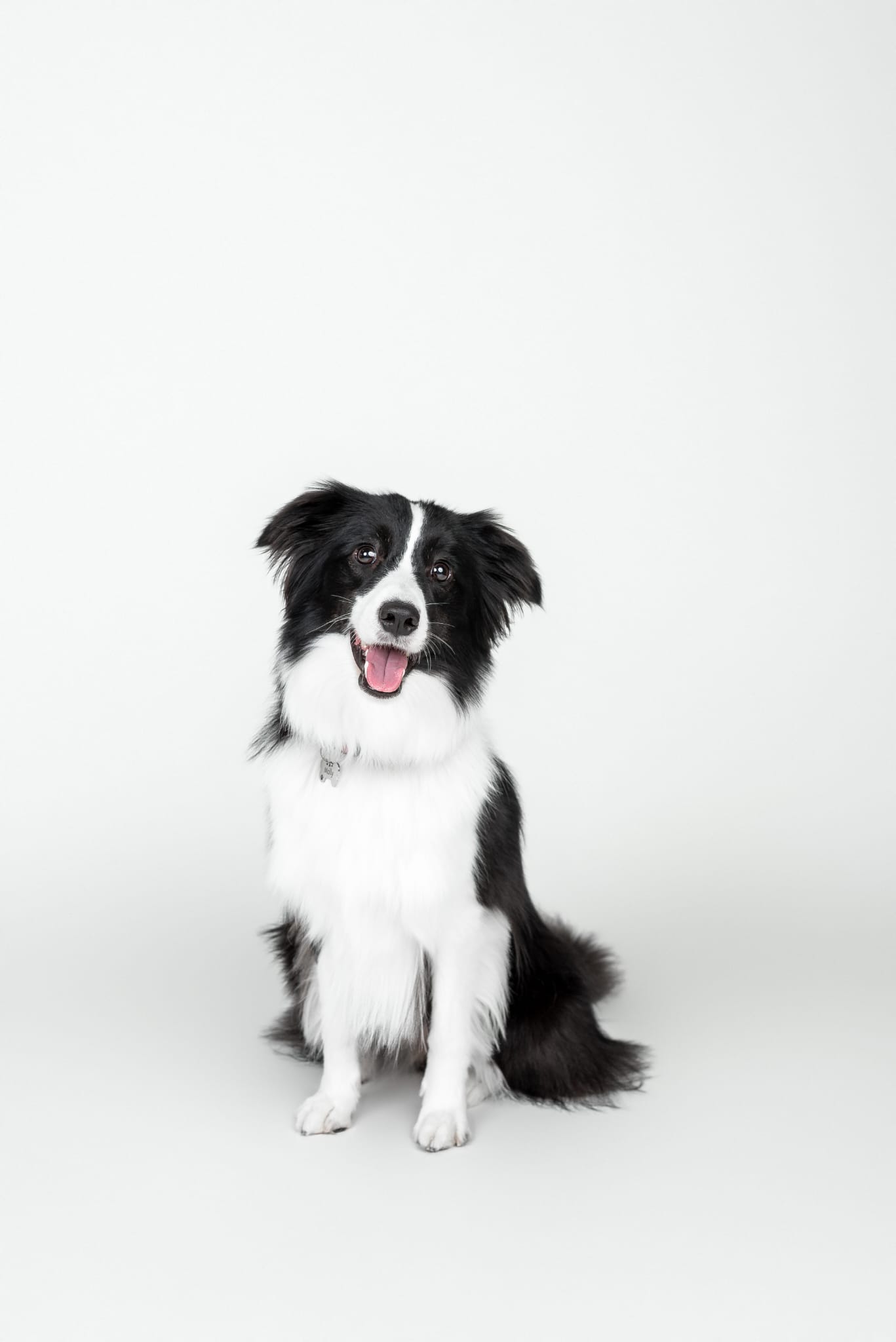 Molly, suczka rasy Border Collie